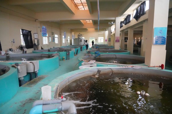 乾鑫配资 全球首次突破！惠州率先实现及达副叶鲹人工繁育